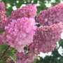 Hydrangea paniculata Sundae Fraise ®